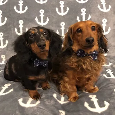Nauti Doxies profile