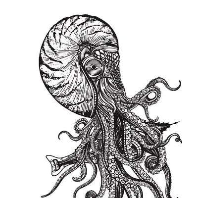 Nautilus Pier 4 profile