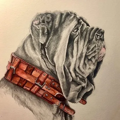 Neapolitan Mastiffs profile