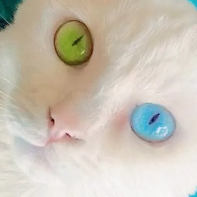 ねこやしきもふもふ profile