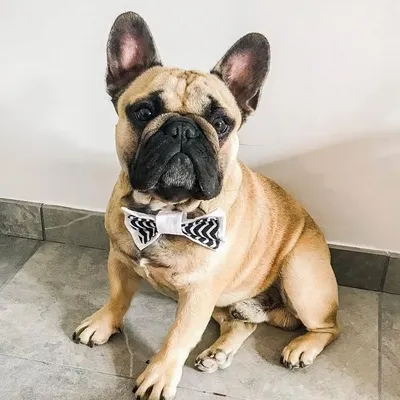 NeikoTheFrenchyBulldog profile
