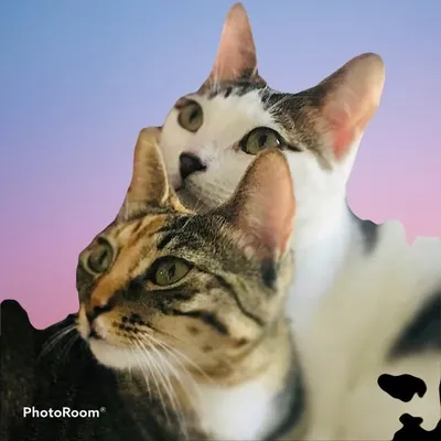 ๐ฑ Neko & Mugi ๐ฑ profile
