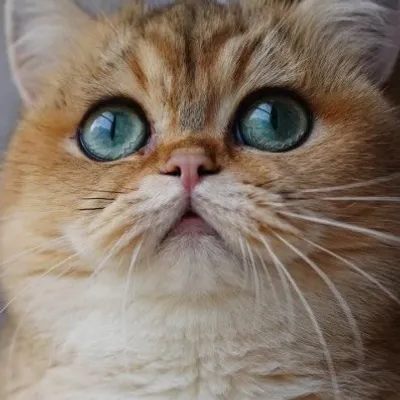 British Golden de Nekobaa profile