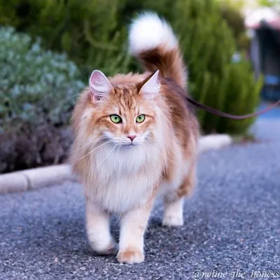 Néline & Praline 💜 Instagram profile photo