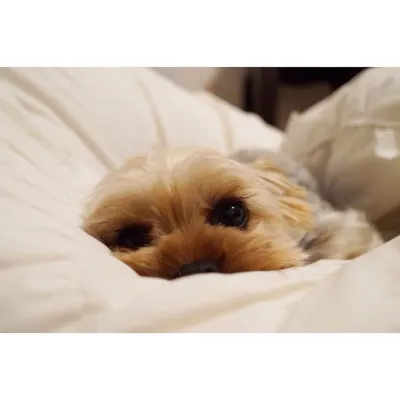 🐾Yorkshire Terrier Nelly🐾 profile