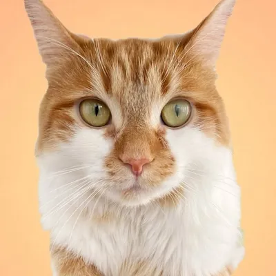 Nelly the Tiny Cat profile
