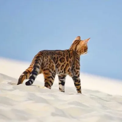 Nelson le petit aventurier profile