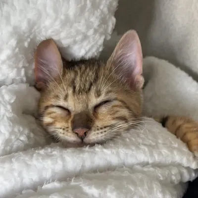 Nermal RB X Groot the Toyger profile