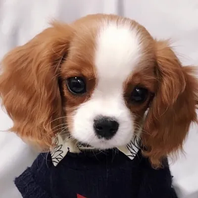 Nessa the Cavalier profile
