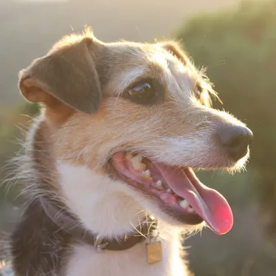 Neula profile