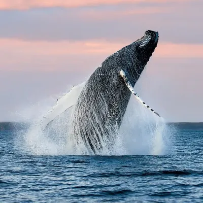 Newfoundland & Labrador Tourism profile