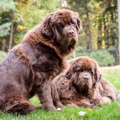 Happy Ranger and Lady Bentley profile