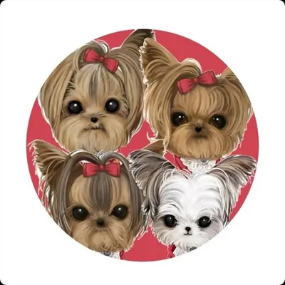 Pheobe, Blanco, KK & KoKo profile