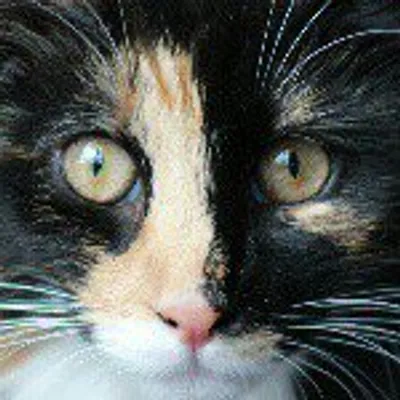Freyja ~ Norwegian Forest Cat profile