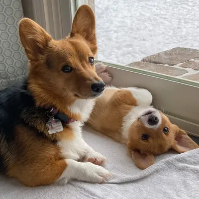 Nia and Jac the Corgis profile
