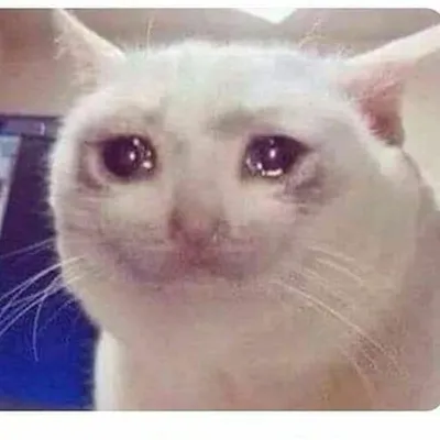love story of Nibba-Nibbi❤️ profile