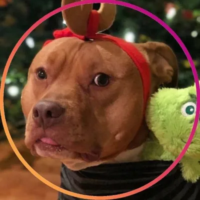 All Dogs Are Nice profile