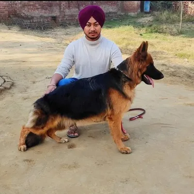 Nidhikennel profile