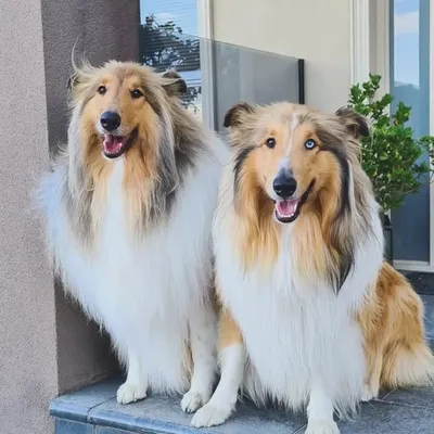 NIGEL ๐ถ | BENJI ๐ถ | MILDRED ๐ฑ profile