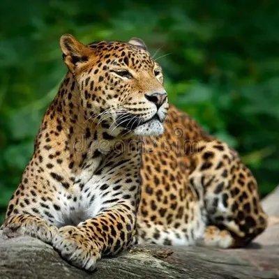 Nihad profile