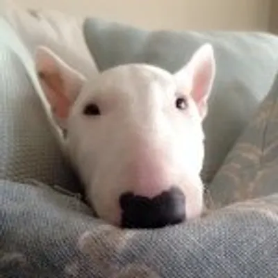 Miniature Bull Terrier profile