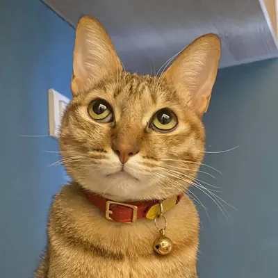 Nini tabby cat🤎 profile