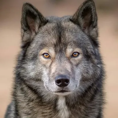 Wolf look-alike Siberian Husky profile