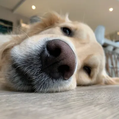 Nino 🐾 profile