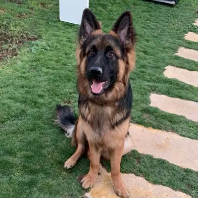 Nipsey profile
