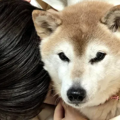 ここ柴の中の人 profile