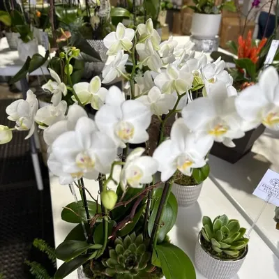 Enchanted Florist profile