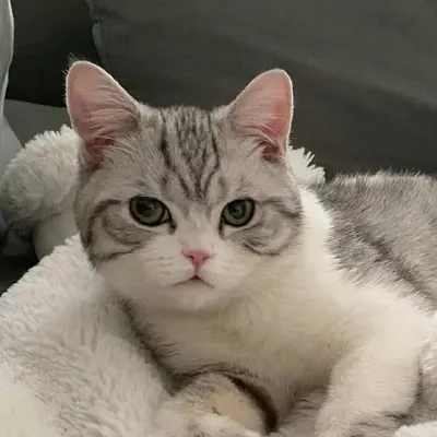 Noah & Loki profile