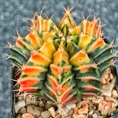 Noeycactus profile
