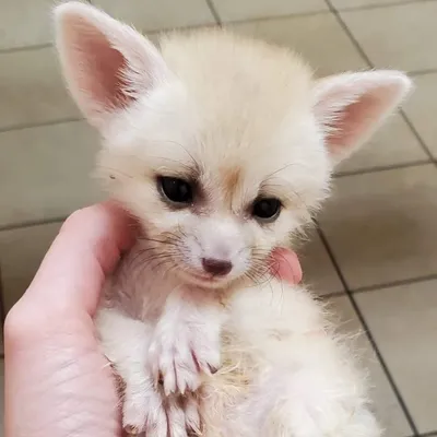 No Fox Left To Give ๐ profile