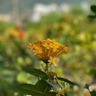 Apali Acharya profile