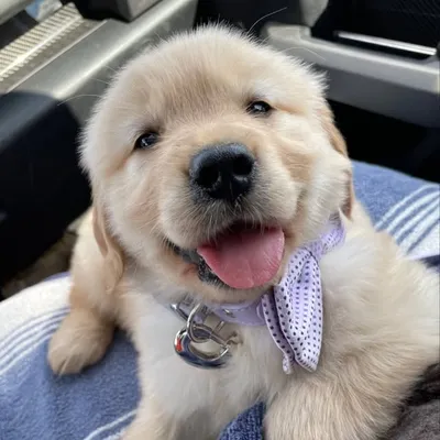 Noma | The Golden Retriever profile