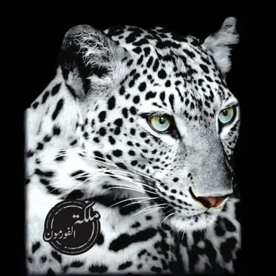 ملكة الفورمون 🐆 profile