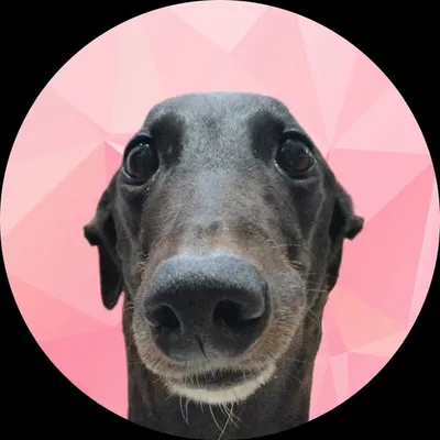 N O O D L E profile
