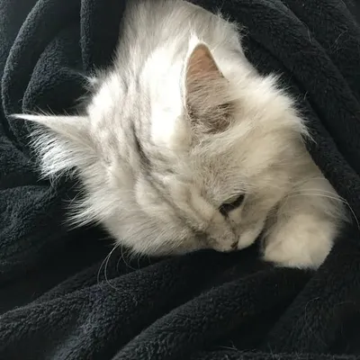 Noodles profile