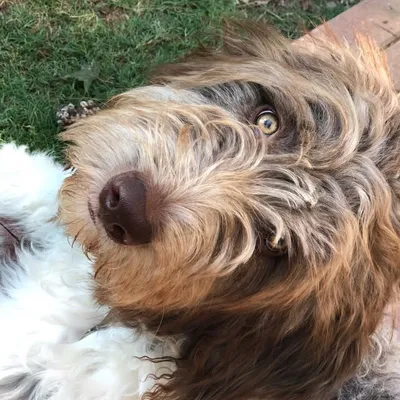 Norman profile