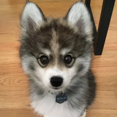 Norman The Pomsky profile