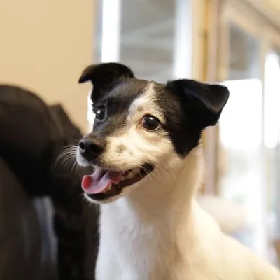 Norrie The Rescue profile