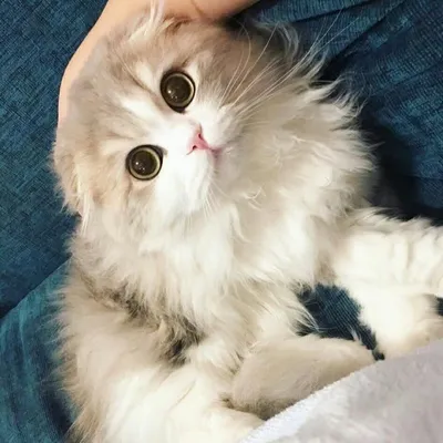 amantesdelosgatitos profile