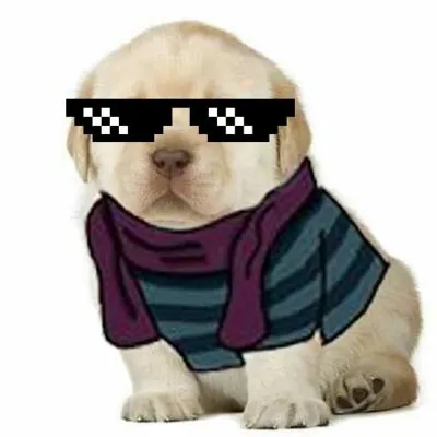 Perritu profile