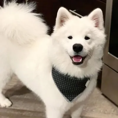 Nova & Memphis profile
