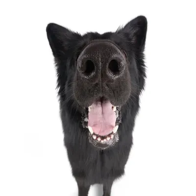 Nox the Shepherd profile