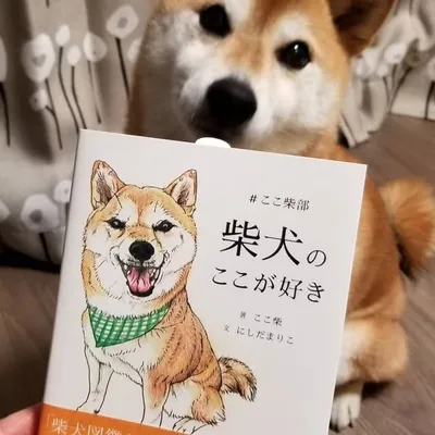 柴犬のここが好き profile