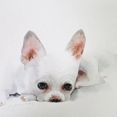 Nunu | 반려동물 수채화 profile