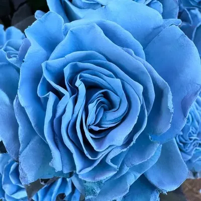 NUR ROSE profile