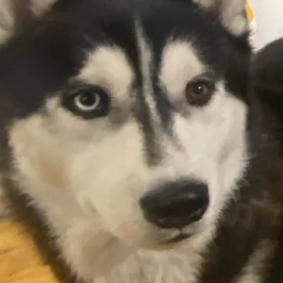 NUSKY profile
